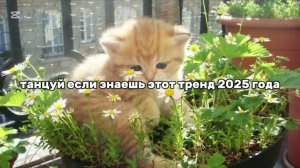 ℹ️ танцуй если знаешь этот тренд 2025 года 🐈🌼