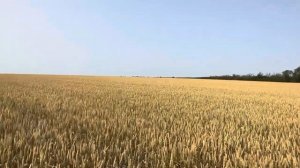 Озимая пшеница. 06.06.2025 ЗАО «Кировский конный завод».