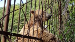 Дрессированный медведь.  Медведь будет исполнять команду стеснятся .Обязательно смотрите до конца .