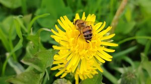 Пасека на Алтае. Сезон 2025.качаем мед.