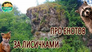 В черноморский лес за грибами. Про "городских" енотов