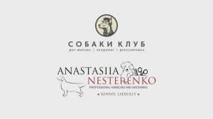 видео о курсе Анастасии Нестеренко по грумингу золотистого ретривера