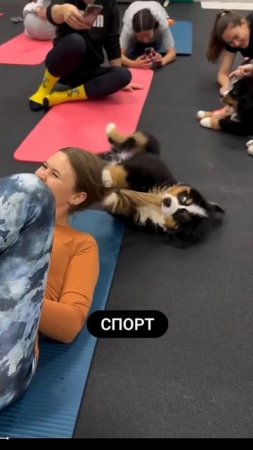 ВЕЛИКОЛЕПНЫЕ ПСЫ.