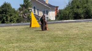 5 Отл. Марвил Юнион ТОР +++ №23. КЧК ТЮМЕНЬ 5 июля`25 Моно немецких овчарок