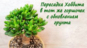 Пересадка Хоббита в тот же горшочек