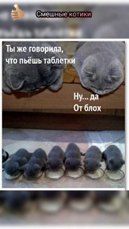 Котики очень смешные! Смешно и точка 👍🤣🤣#котики #мемы