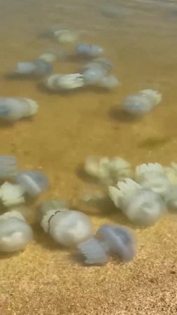 В Азовском море началось нашествие медуз. Брр.