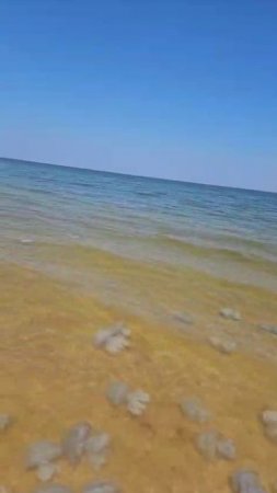 Тысячи медуз захватили побережье Азовского моря