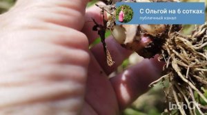 Чеснок, выросший из головки