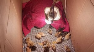 Инкубация яйца с плавающей камерой. Яйцо повредили при пересылке.