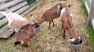 Жизнь в деревне / ненужная покупка / пока нет дождя, успеваю.