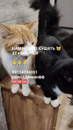 ЧЕЛОВЕК ПОМОГИ 🙏🆘