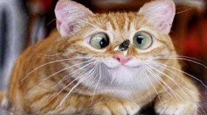 ПРИКОЛЫ С ЖИВОТНЫМИ ДО СЛЕЗ #106 Смешные КОТЫ И СОБАКИ  Приколы