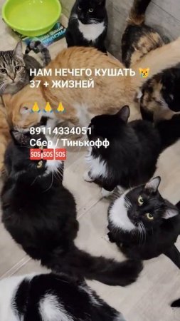 ЧЕЛОВЕК ПОМОГИ 🙏🆘