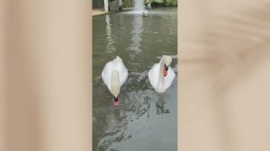 Тропический сад Jardim Tropical Monte Palace. Пара белых лебедей. Мадейра. часть 4