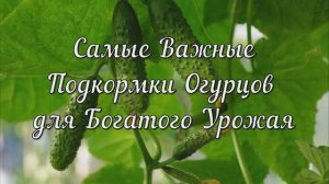 Самые Важные Подкормки Огурцов для Богатого Урожая