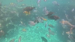 Подводный мир Египта 2025 на гоу про под музыку с Ибицы ,отель Sharm Plaza Шармаль Шейх