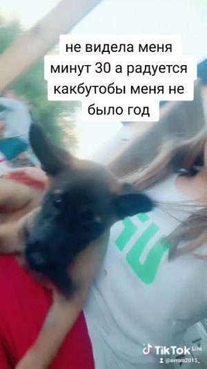 мой щенок
