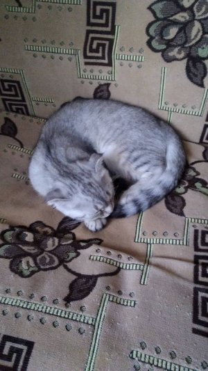Кот