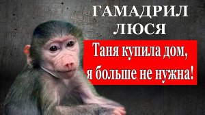 Гамадрил Люся в парке "Тайган" больше никому не нужна, 19 июля