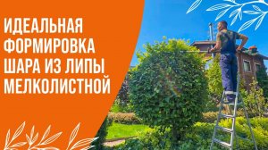 ШОК! ТАКИЕ РОВНЫЕ ШАРЫ В ВАШЕМ САДУ