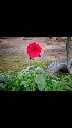 ВЕЧЕРНЯЯ ПРОГУЛКА ОТ 18.07