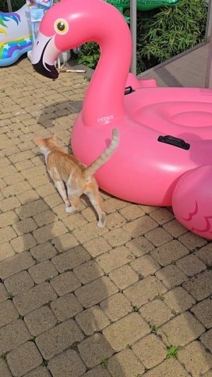 южный кот