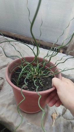 Ситник " Spiralis" в открытом грунте и в горшке.