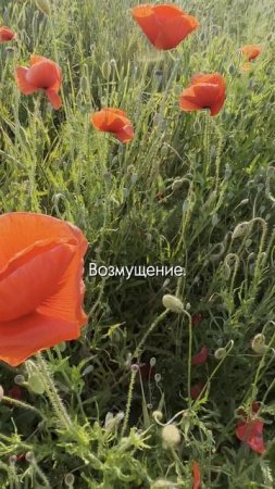 Профессиональная деформация агронома #сорняки #поле #сельскоехозяйство
