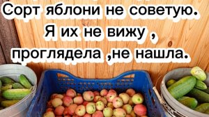 19-07-2025Собрала первый урожай.Сорт яблони не советую.Я их не вижу,проглядела,не нашла.