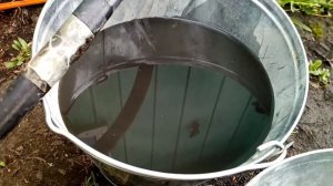 Звиздец трава или сорняк березка!