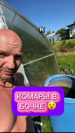 Откуда комары?! Сами виноваты. Комары бочковые. #комар #дача #сад