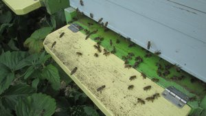 Вентиляция в улье