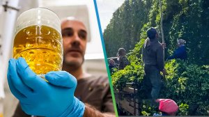 Возвращение советской хмельницы: Чувашия возрождает пивное ремесло и хмелеводство