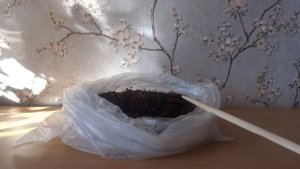 БЕГОНИЯ КЛУБНЕВАЯ - ПОДГОТОВКА К ПОСАДКЕ