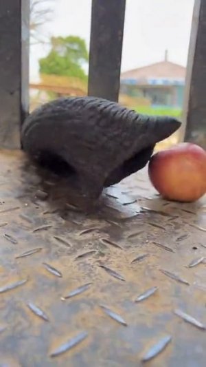 Любопытный нос