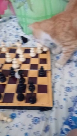 Марсик играет в шахматы