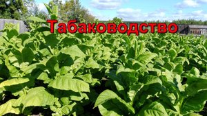 Табаководство: Обзор Табака на 19 июля.