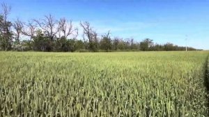 Озимая пшеница 2025.