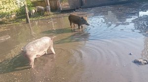 погода на делала для свиней не приятностей