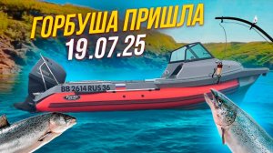 куда пришла горбуша?