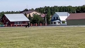 3 Отл. NEMAN v. Haus Kseni +++ №24. КЧК ТЮМЕНЬ 5 июля`25 Моно немецких овчарок