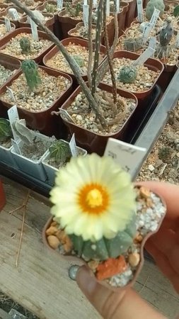 Кактусные цветуны на конец июля.