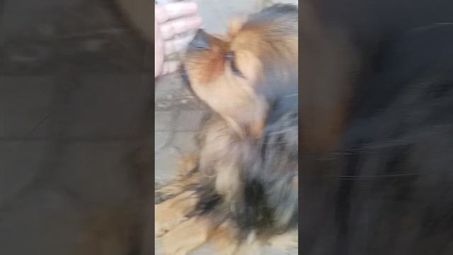 видео для тошки🐶