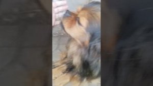 видео для тошки🐶