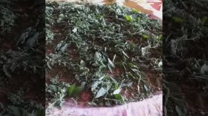 семена лебеды сушить