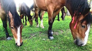 Выгул 🐎 лошадей.