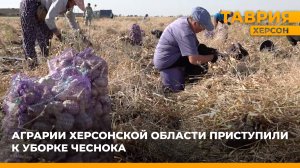 Аграрии Херсонской области приступили к уборке чеснока