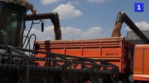 В Ставрополье собрали урожай пшеницы почти с 80% намеченных площадей