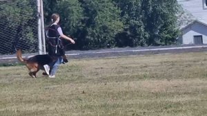 2 Отл. СС Goldene Bienenstock AVALON +++ №19. КЧК ТЮМЕНЬ 5 июля`25 Моно немецких овчарок